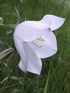 Campanula persicif