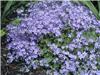 Campanula poschars