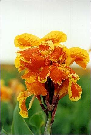 Canna 'Yellow King