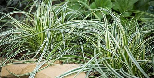 Carex Feather Falls