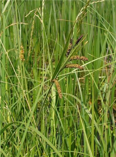 Carex acuta