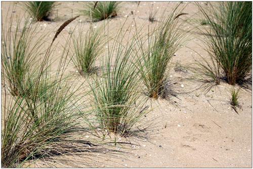 Carex arenaria