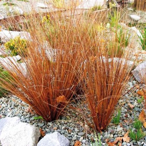 Carex buchananii Fire Fox