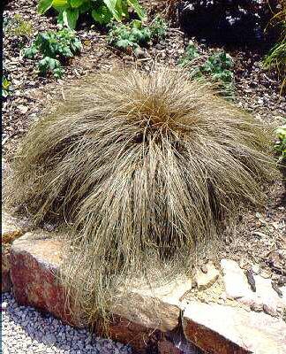 Carex buchananii