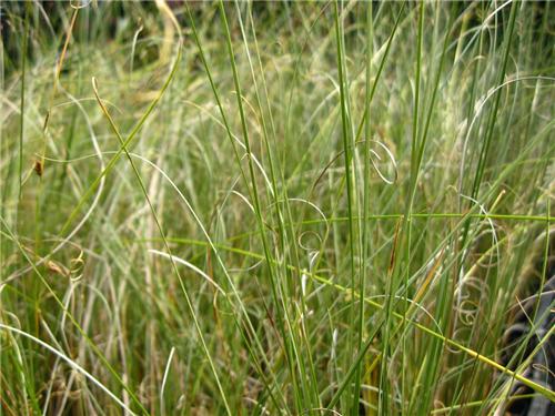 Carex buchananni Green Twist