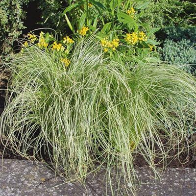 Carex comans Amazon Mist Color Grass