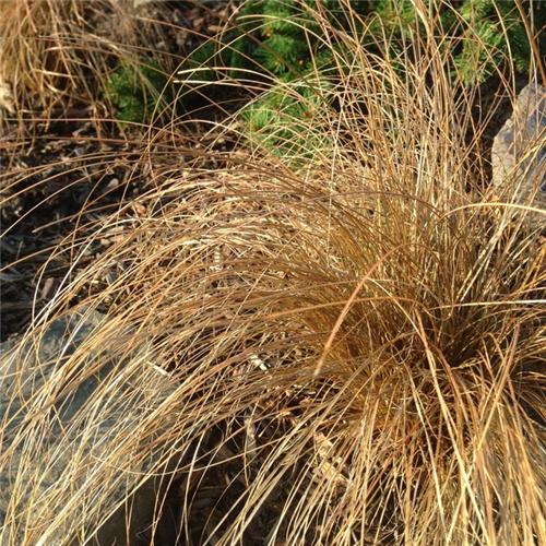 Carex comans Bronco