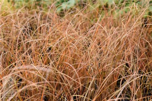Carex comans Kupferflamme