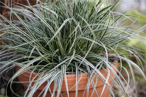 Carex conica Snowl