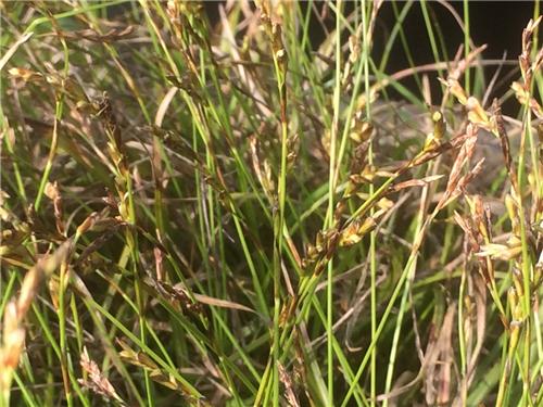 Carex digitata