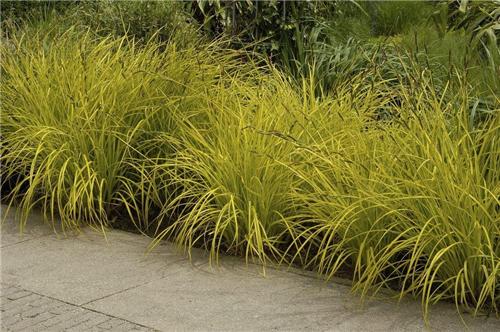 Carex elata Aurea