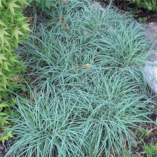Carex flacca Blue Zinger