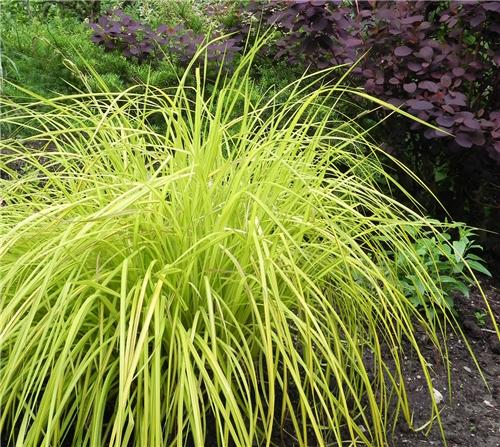 Carex flagellifera Kiwi