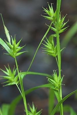 Carex folliculata