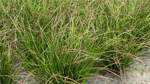 Carex howardii Phoenix Green