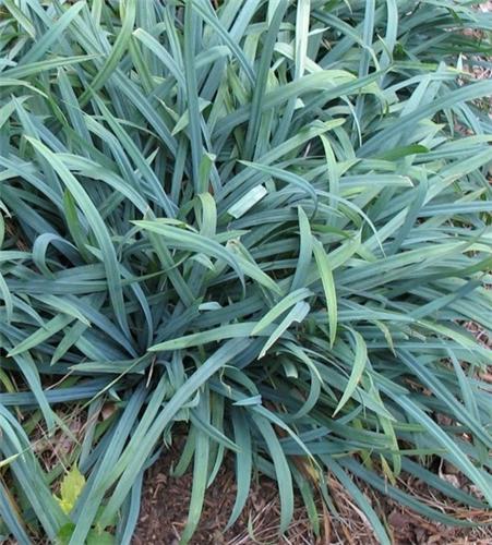 Carex laxiculmus Bunny Blue
