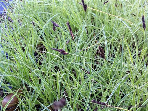 Carex montana Raureif