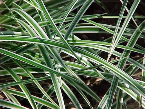 Carex mor. Goldban
