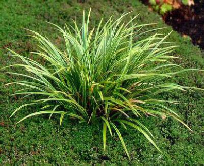 Carex morrowi Vari