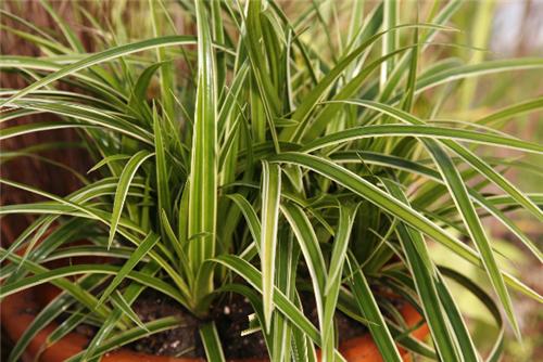 Carex morrowii Ice