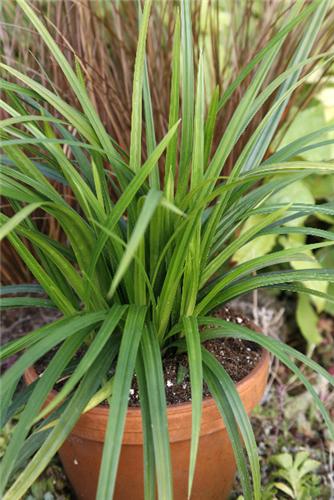 Carex morrowii Iri