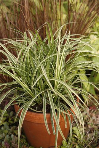 Carex morrowii Sil
