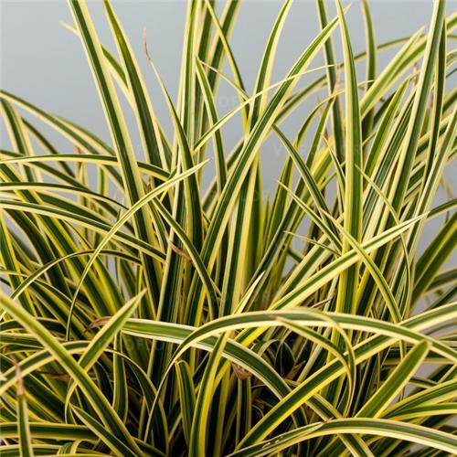 Carex morrowii Vanilla Ice