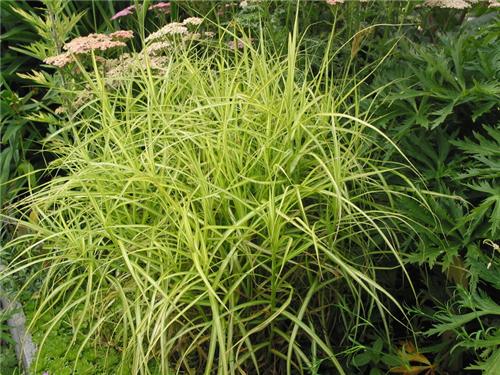 Carex muskingumensis Silberstreif