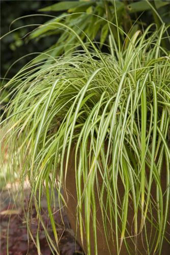 Carex oshimensis E