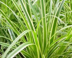 Carex oshimensis Evercream