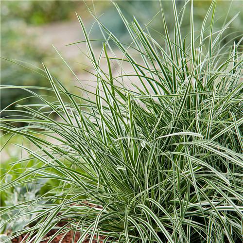 Carex oshimensis Everest