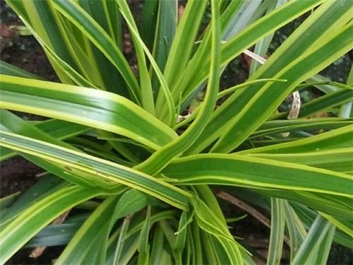 Carex oshimensis Everlime
