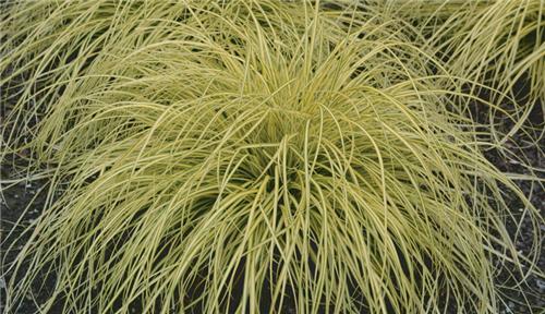 Carex oshimensis Everoro