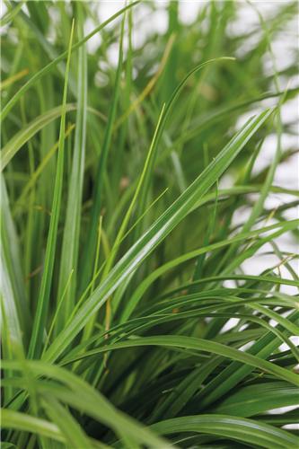 Carex oshimensis Green Wonder
