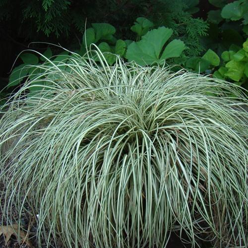 Carex oshimensis Ice Cream