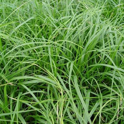 Carex oshimensis J. S. Greenwell