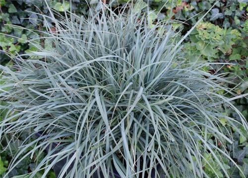 Carex panicea Pamira