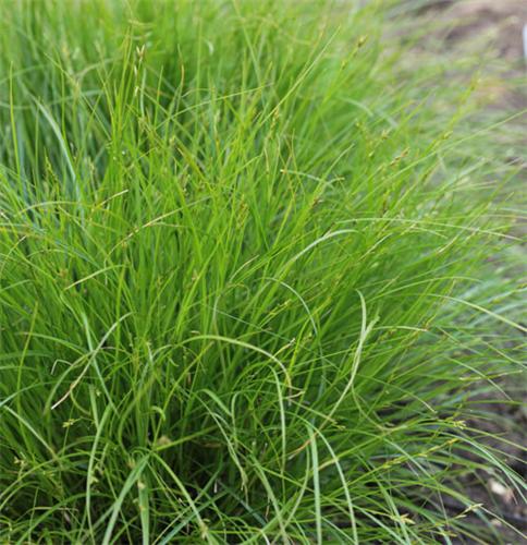 Carex remota