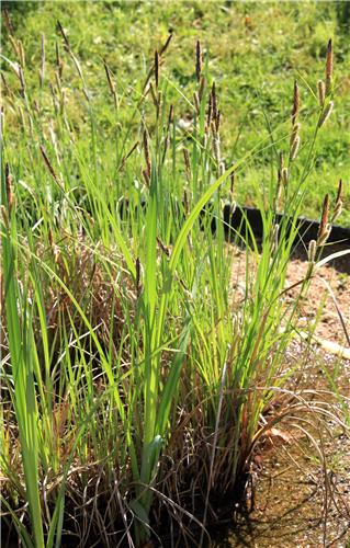 Carex riparia