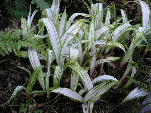 Carex siderosticha Shiro