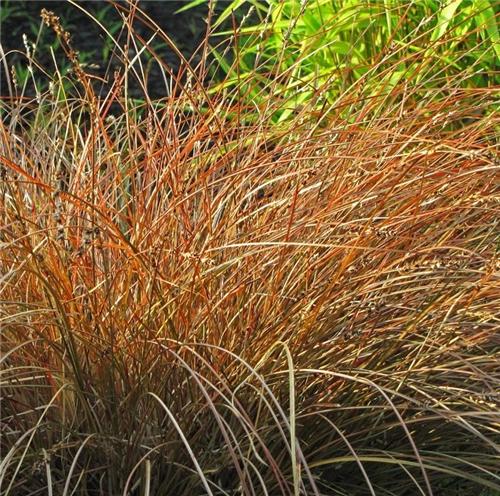 Carex tenuiculmis