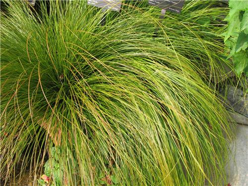 Carex testacea Prairie Fire