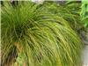 Carex testacea Prairie Fire