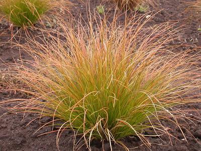 Carex testacea