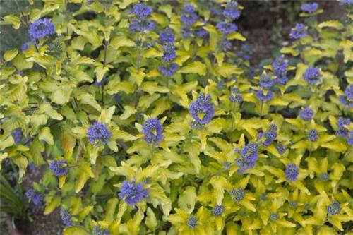 Caryopteris clandensis -Hint of Gold-