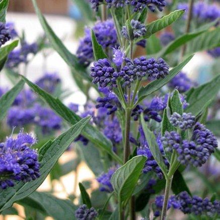 Caryopteris clandonensis -Grand Bleu-