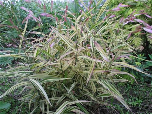 Chasmanthium latifolium River Mist
