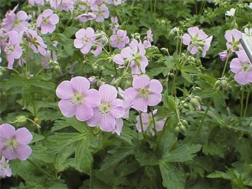 Chatto.maculatum