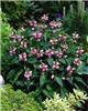 Chelone obliqua1