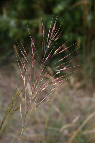 Chrysopogon gryllus